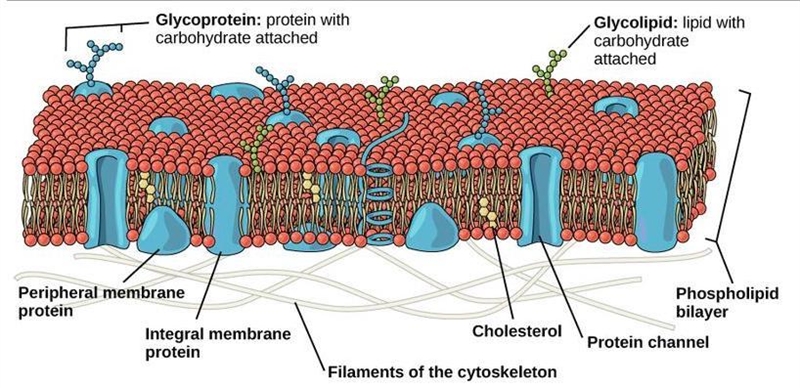 Need rn!!!!! What macromolecules make up the cell membrane? Based on the information-example-1