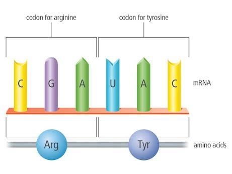 100 POINTS!! PLEASE ANSWER!!!! Codons and Amino AcidsThe translation of RNA into protein-example-1