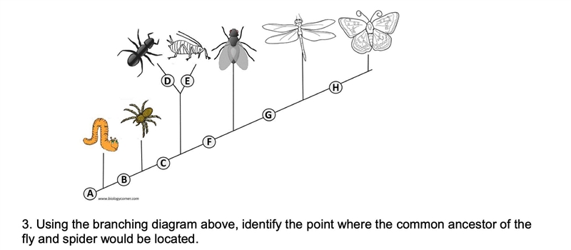 Identify the point where the common ancestor of the fly and spider would be located-example-1