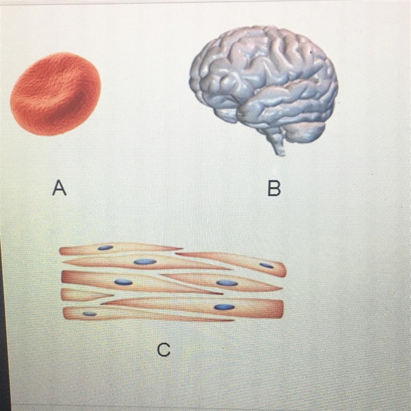 HELP QUICKLY!!! What level of organization is represented by each image? A:___ B:___ C-example-1