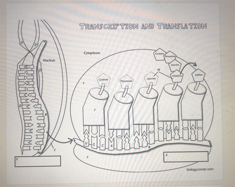 What letter represents mRNA-example-1