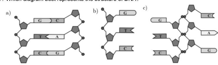 Which diagram best represents the structure of DNA? a) b) c)-example-1