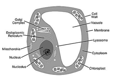 PLEASE ANSWER!!! Are these two a plant cell or an animal cell or both? The first on-example-2