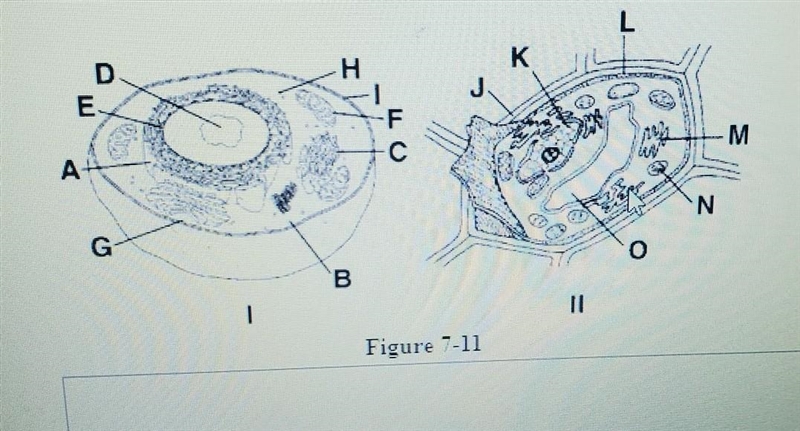 Which three structers are found in drawing II of figure 7-11 but not ij drawing I-example-1