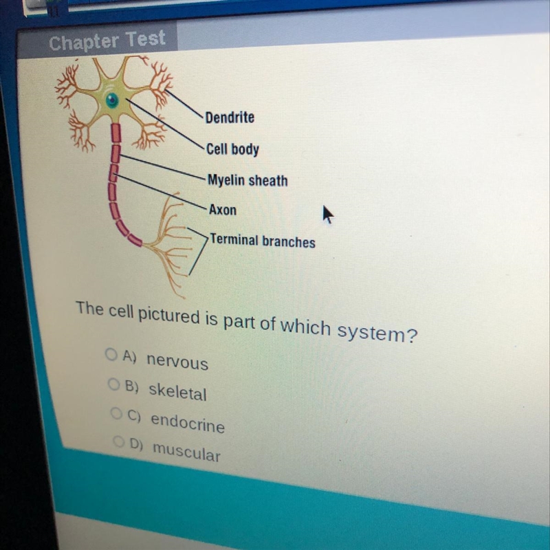 The cell pictured is part of which system?-example-1