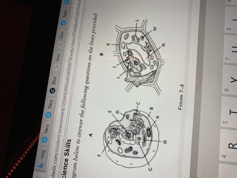 What organelle is labeled K in figure 7-4 and what is the function of this organelle-example-1