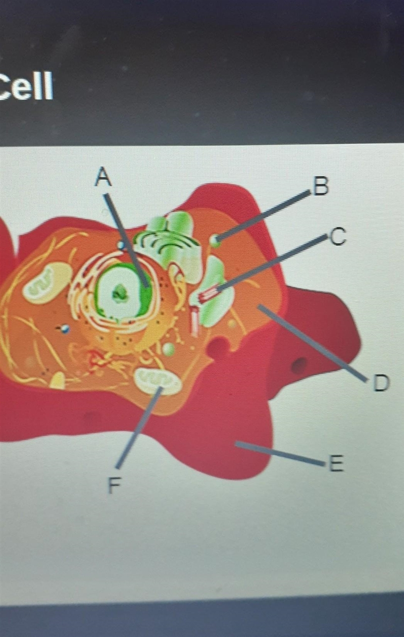 Identify the organelles labeled on the cell to the right ​-example-1