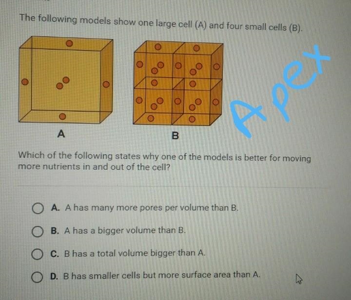 What is the answer to the question above? A.) A has many more pores per volume than-example-1