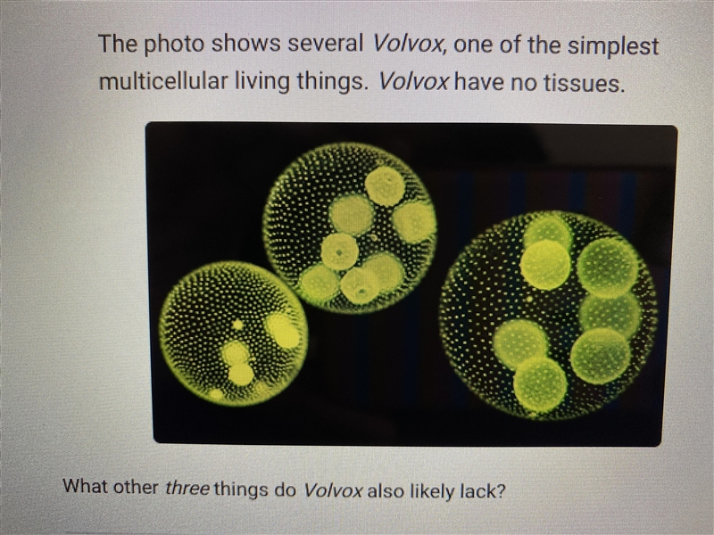 The photo shows several Volvox, one of the simplest multicellular living things. Volvox-example-1