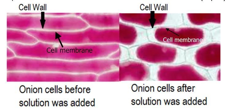 A student observes the following onion cells in the microscope. What type of solution-example-1