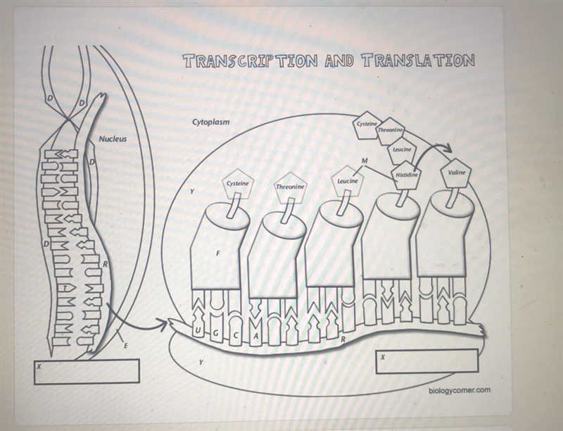 What letter would pair with T in the diagram-example-1