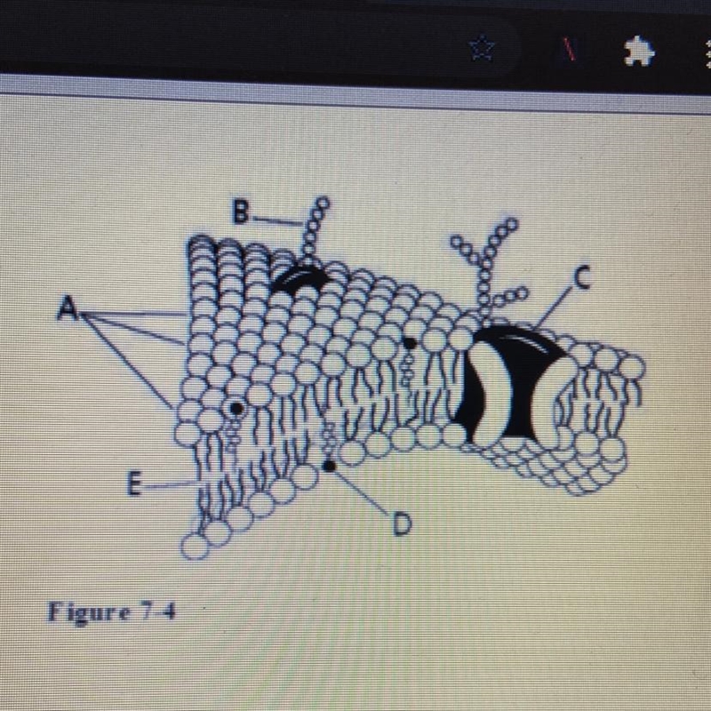 What is the function of structure c ?-example-1