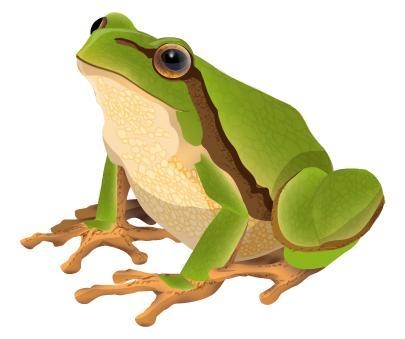 Study the picture of the amphibian. Where does this amphibian most likely live when-example-1