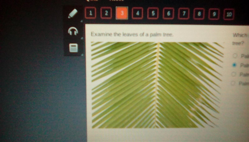 PLEASE HURRY!!! Examine the leaves of a palm tree. Which statement most specifically-example-1