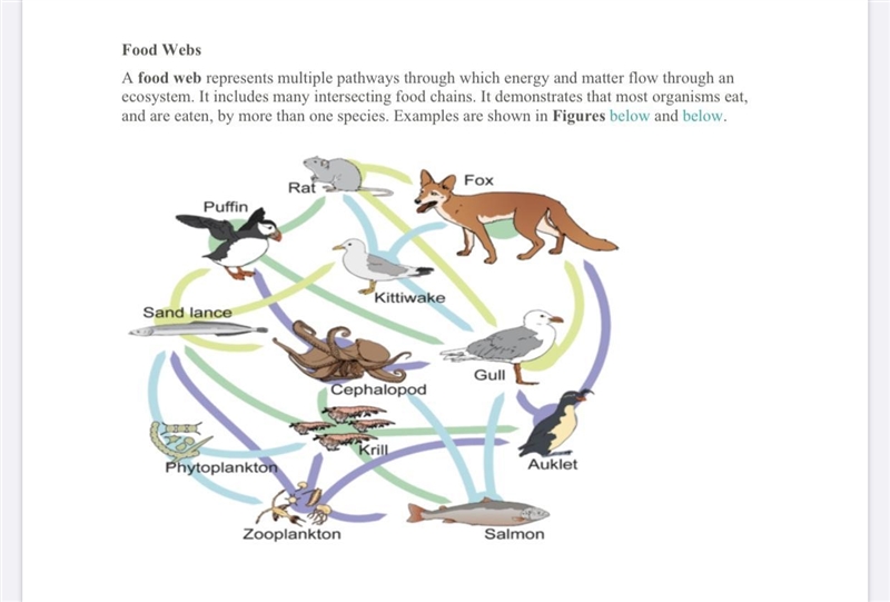 Select one of the organisms to go 'extinct' or become 'endangered' from the food web-example-1