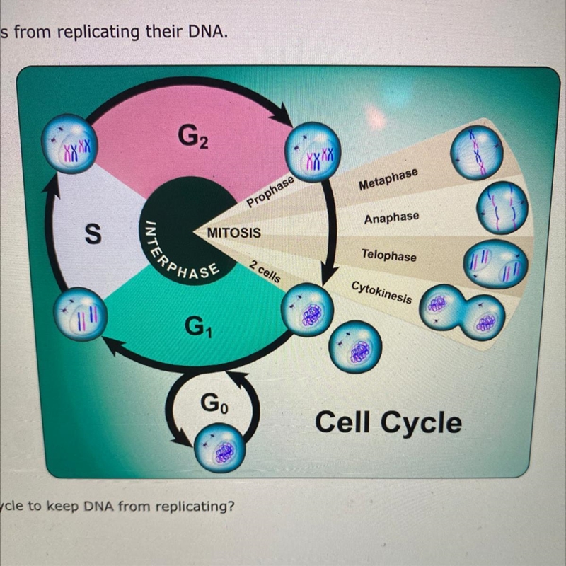 A new cancer drug has been developed that keeps cancer cells from replicating their-example-1