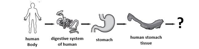 Examine the model representing levels of organization in living things. 5 points Captionless-example-1