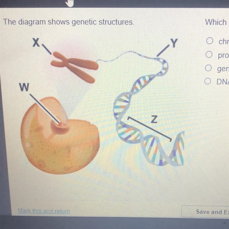 The diagram shows genetic structures. Which label best represents the area marked-example-1