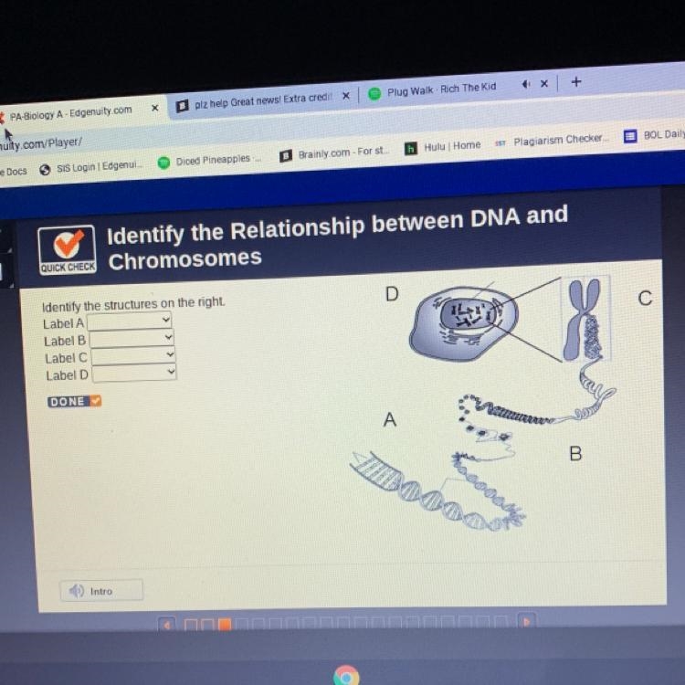 Identify the structures on the right. Label A Label B Label C Label D-example-1