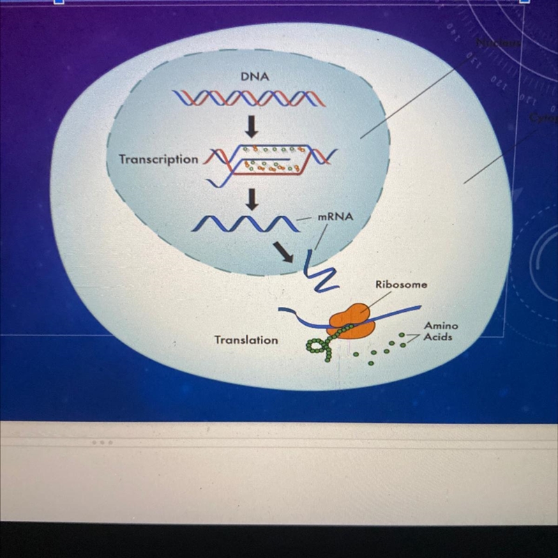 What are the two steps of Protein Synthesis?-example-1