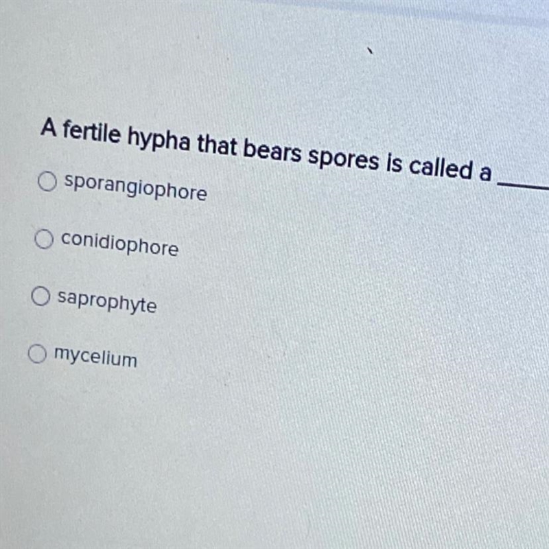 A fertile hypha that bears spores is called a-example-1