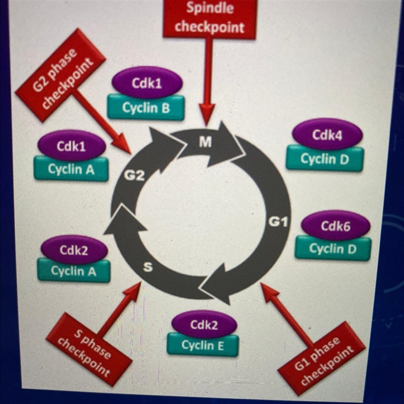 What is the purpose of the Cell Cycle Checkpoints?-example-1