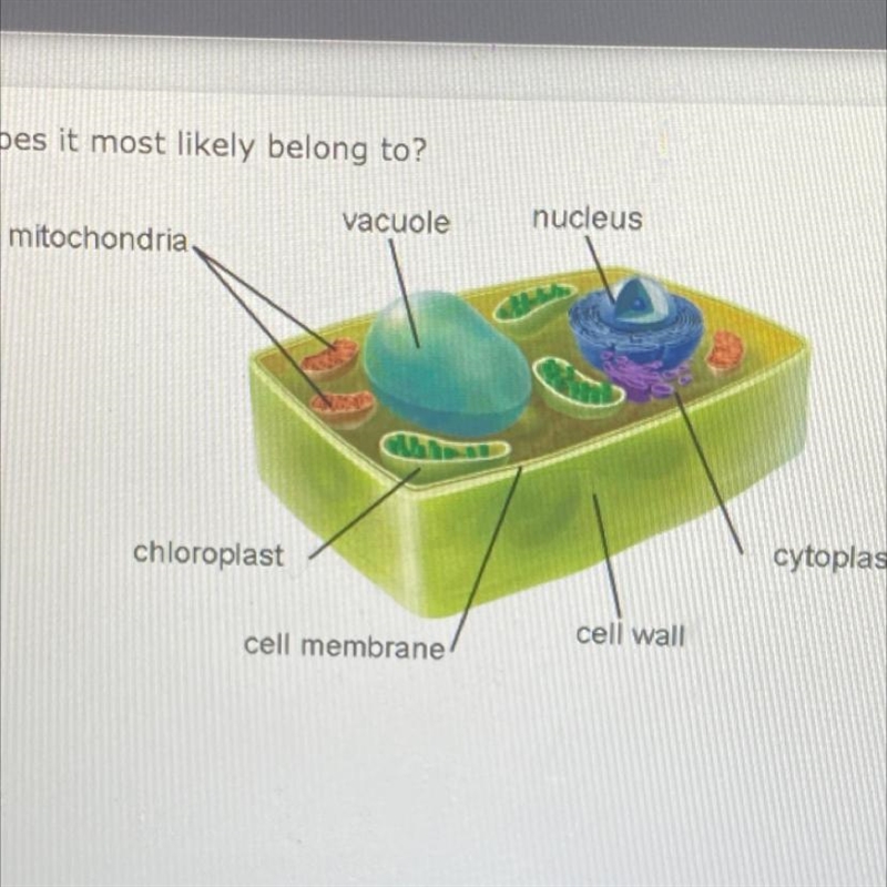 Examine the cell below. What kingdom does it most likely belong to? vacuole nucleus-example-1