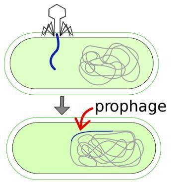 The imagie below represents a part of the: lytic cycle lysogenic cycle prophage cycle-example-1