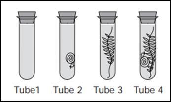 The lab setup shows four test tubes. Tube 1 contains water only. Tube 2 contains a-example-1