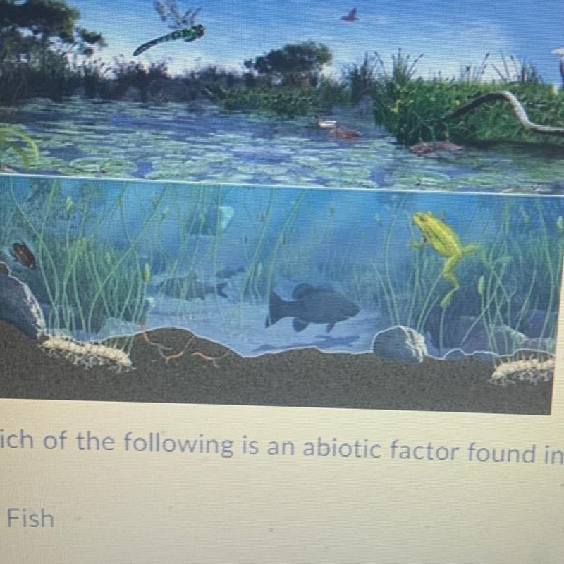 Which of the following is an abiotic factor found in this ecosystem? Fish Lillypads-example-1