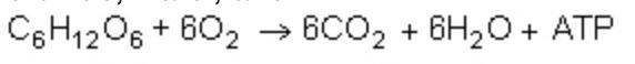 The equation shows cellular respiration. During cellular respiration, glucose combines-example-1