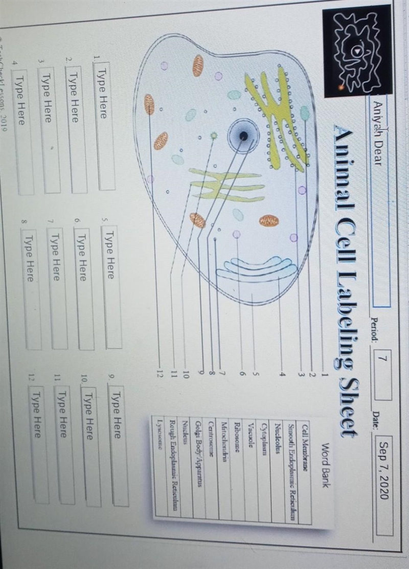 Animal cell labeling sheet. (please help) super confused!!​-example-1