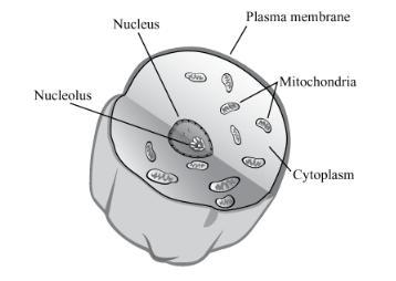 Identify two cell structures that are missing from Clara’s model and the function-example-1