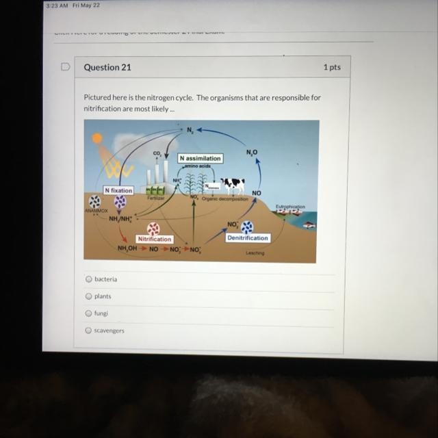 Pictured here is the nitrogen cycle. The organisms that are responsible for nitrification-example-1