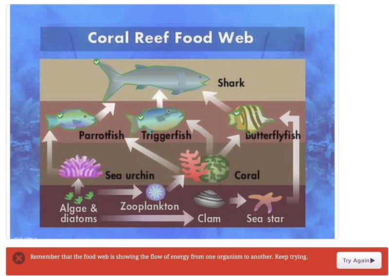 Select the living organisms that will decrease as a result of the loss of coral in-example-1