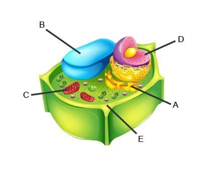 Identify the labeled structures. A B C D E-example-1