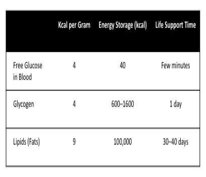 What is the best conclusion based on this data? Blood is a primary location for energy-example-1