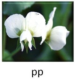 There are two different alleles for flower color, P and p. The image shows a white-example-1