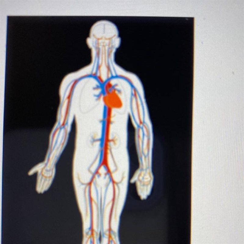 Select the correct answer. The blue areas in the image represent the body parts that-example-1