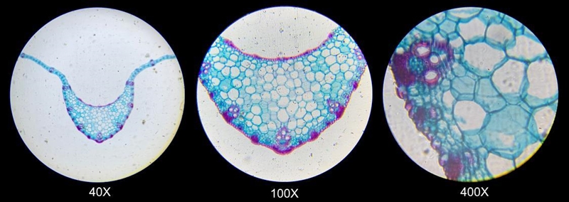 Describe how Stella’s view of these plant cells and their parts changed as she transitioned-example-1