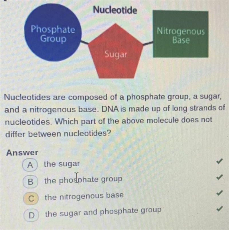 Nucleotide are composed of phosphate group, a sugar , and a nitrogenous base. DNA-example-1