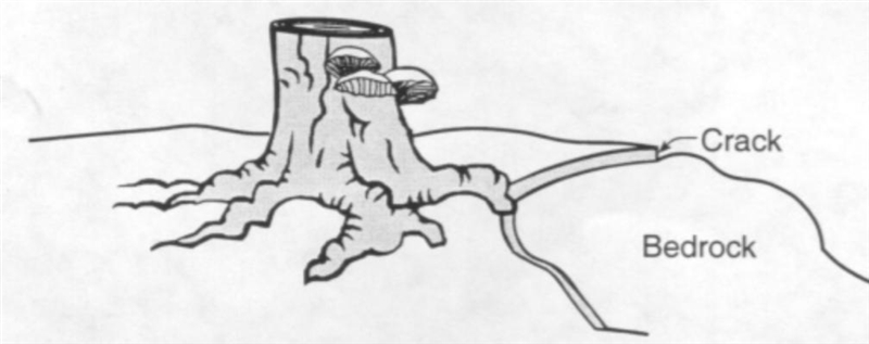 The diagram below shows the stump of a tree whose root grew into a small crack in-example-1