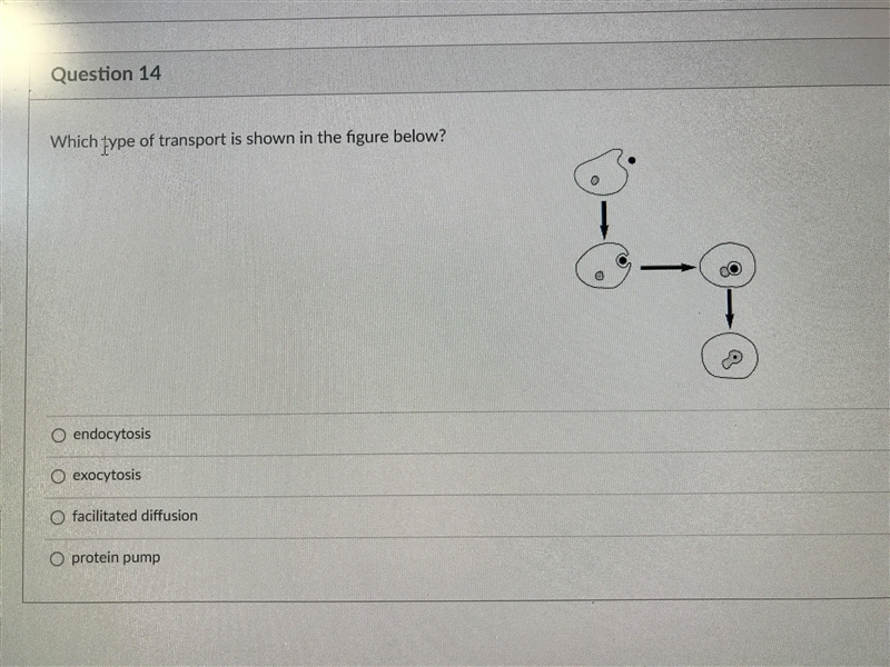 Which type of transport is shown in the figure below?-example-1