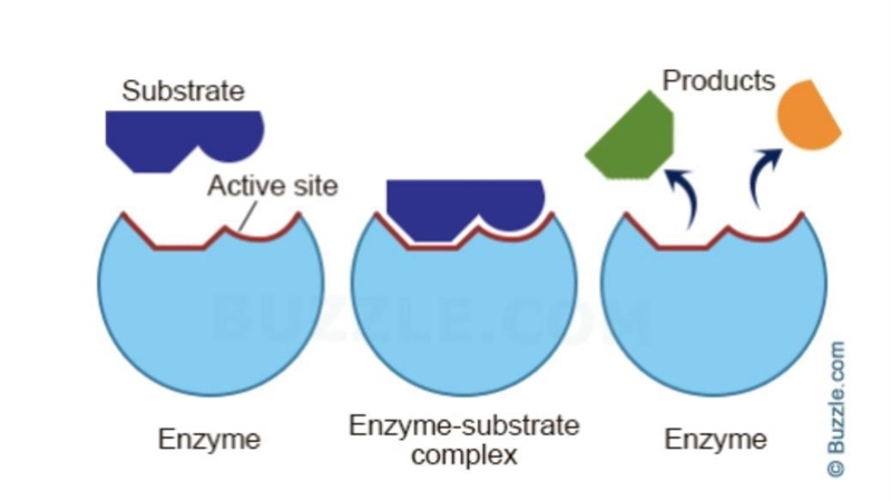 PLSSS HELP I WILL MARK U!!! Enzymes can build up (synthesize) or break down (lysis-example-1