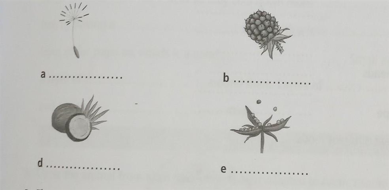 2 Label each of the diagrams below to show whether the seeds are spread by exploding-example-1