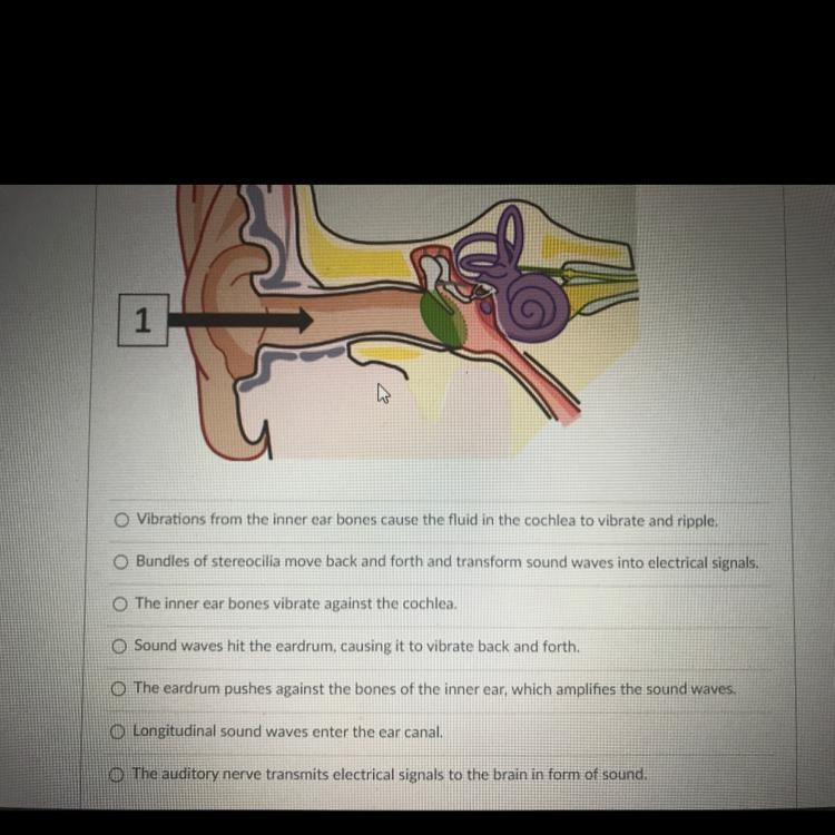 Choose the description that best matches the labeled part of the ear.-example-1