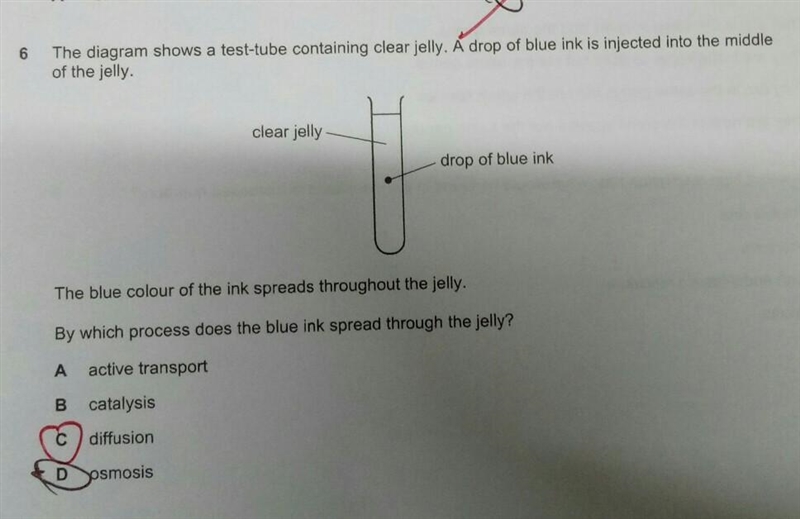 Why the answer is C not D?​-example-1