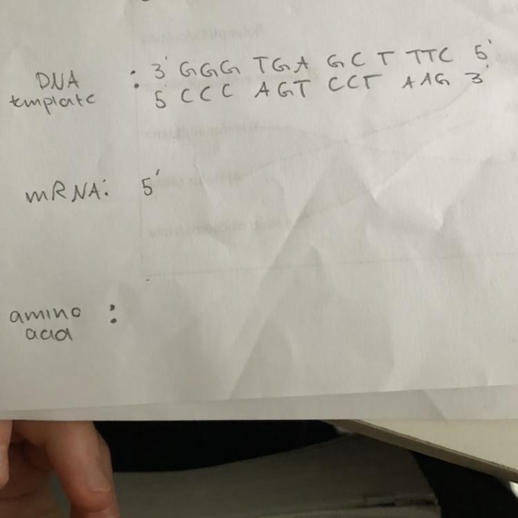 How do I transcribe they DNA to mRNA ? The top strand is a dna template. Can anyone-example-1