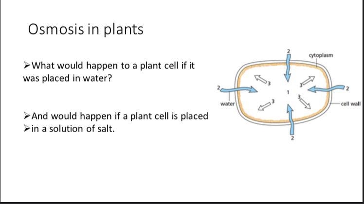 What would happen if a plant cell is placed in a solution of salt?-example-1