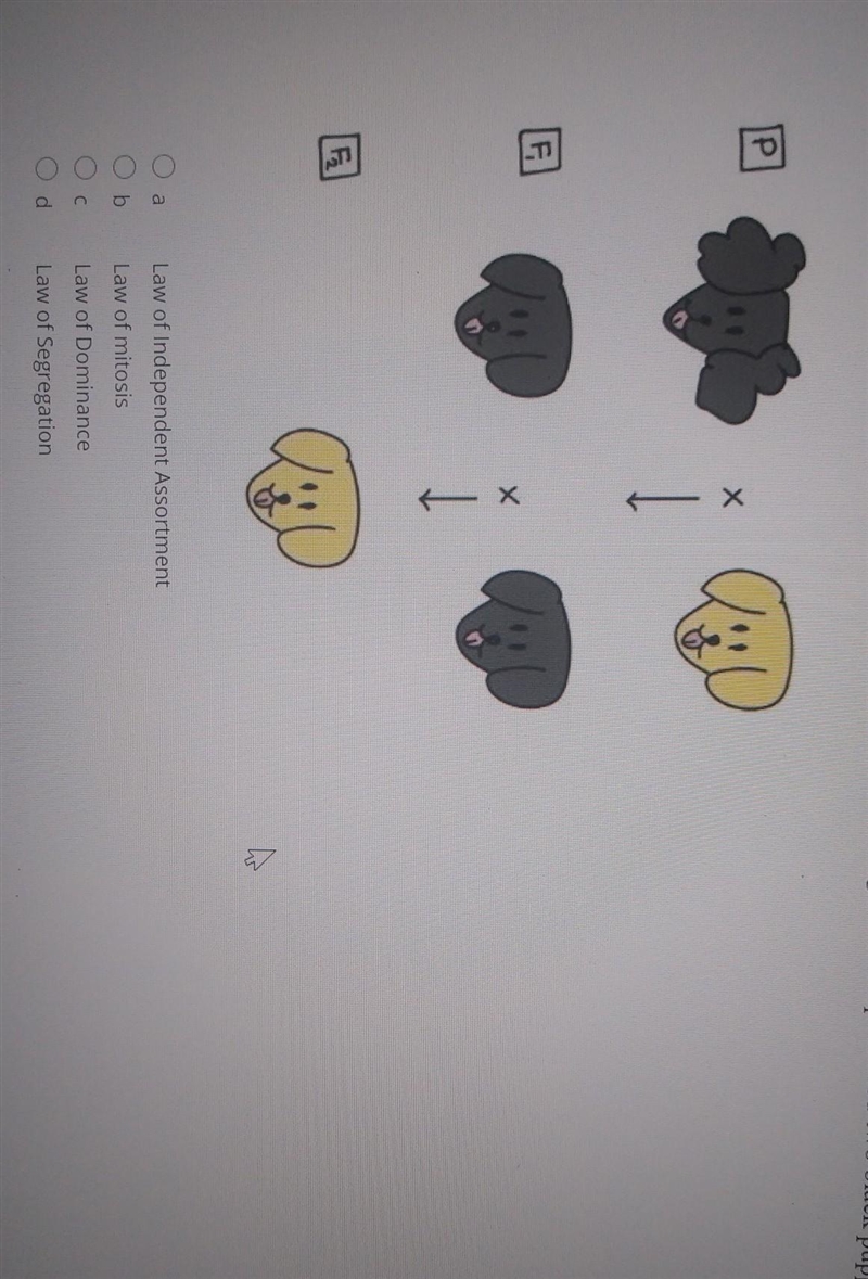 Which of the following Mendel's laws best explains why the p generation produced two-example-1